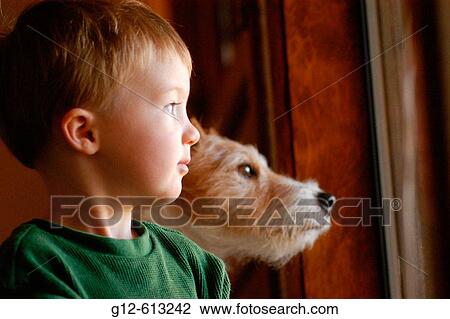 Banco de Imagem - Two-year, antigas, menino, e, russell jaque terrier, cão, olhar janela - g12-613242