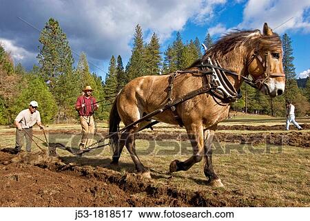 reining with a draft horse