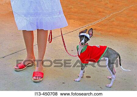 mini windhund mini windhund