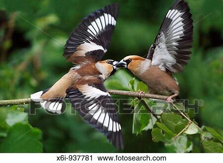 Hawfinch call download