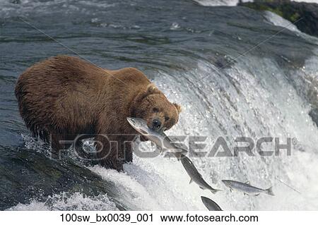 Stock Photography of Grizzly fish Sockeye Salmon Brooks Falls Katmai NP