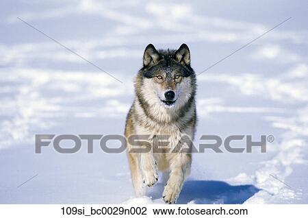 Banque de Photo - loup, marche, dans, neige, hiver 109si
