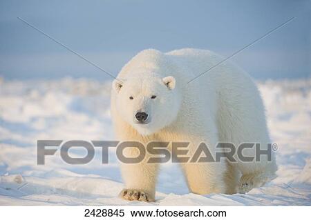 图片银行 - 北极熊, (Ursus, maritimus), 成人, 走