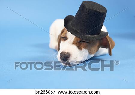 dog with a top hat