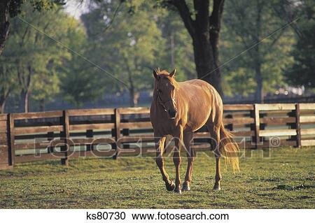 golden age horse farm lexington ky