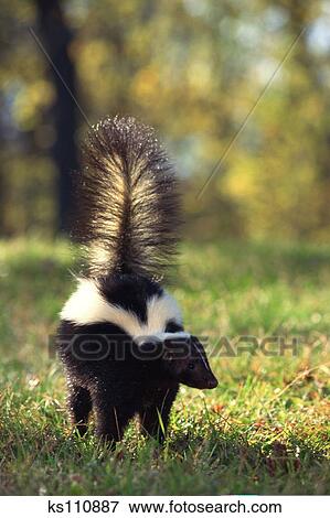 Picture of Striped skunk spraying, US ks110887 - Search Stock ...