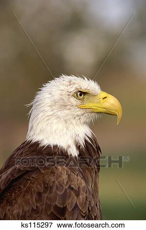 picture of close up of bald eagle alberta bird of prey picture of close up of bald eagle alberta bird of prey