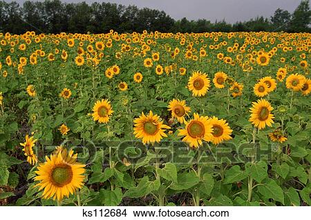 Stock Photo of Field of Sunflowers, North Dakota, USA ...