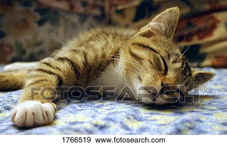 Chat son inscription et rapide