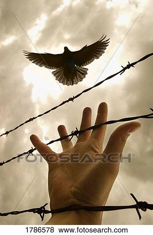 Picture - Hand reaching out for bird. Fotosearch - Search Stock Photos, Images, Print Photographs, and Photo Clip Art