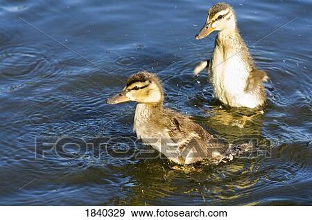 创意摄影图片库 - 野鸭, 小鸭, 晶体春天, 杜鹃花