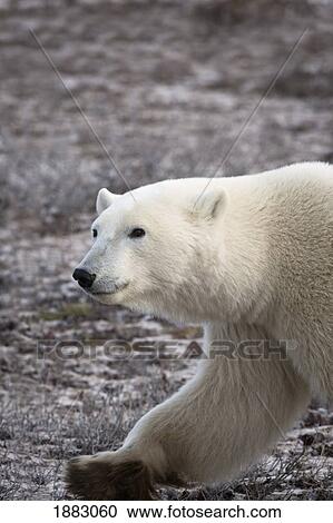 免图片(rf)类炮弹-北极熊,walking;,churchill,manitoba,加拿大海盗来了打版税的章鱼图片
