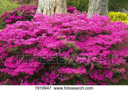 Picture Of Bright Pink Flowers Growing At The Base A Tree In Bright Pink Flowers Growing At The Base Of A Tree In Muckross Gardens Killarney County Kerry Ireland