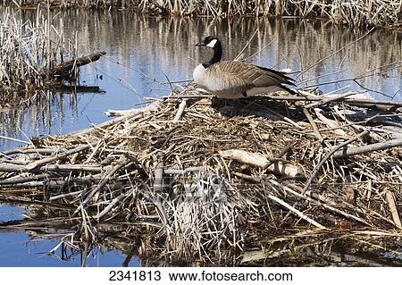 Canada Goose vest online cheap - Stock Photo of Canada goose (Branta canadensis) standing up on a ...