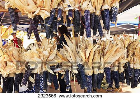 种类最齐全的图像 - 美国, 新墨西哥, santa fe, 干燥, 紫色, cobs, .