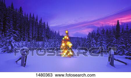 Stock Foto - weihnachtsbaum, bergen, an, nachtdämmerung, britisch-kolumbien, kanada 1480363 ...