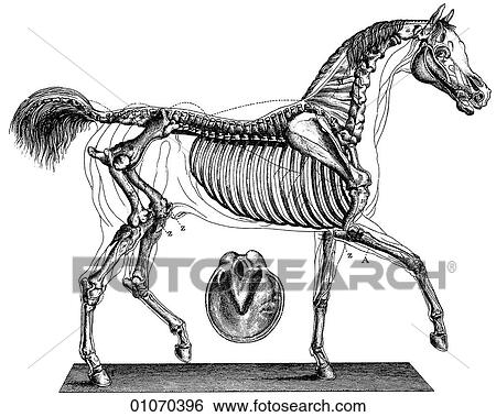 科学, &, 药, -, 线艺术, (scientific), 动物学, 马, 骨骼