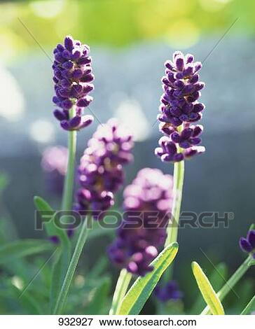 lavender flowers fotosearch