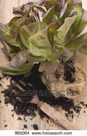 Stock Photo of Red lettuce plant with roots and soil on 