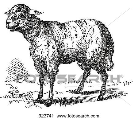 Clipart of Lamb (illustration) 923741 - Search Clip Art, Illustration