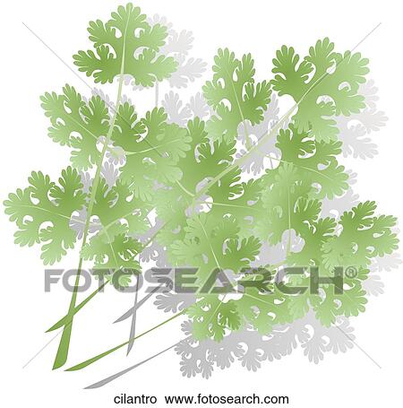 Drawings of Cilantro cilantro - Search Clip Art Illustrations, Wall