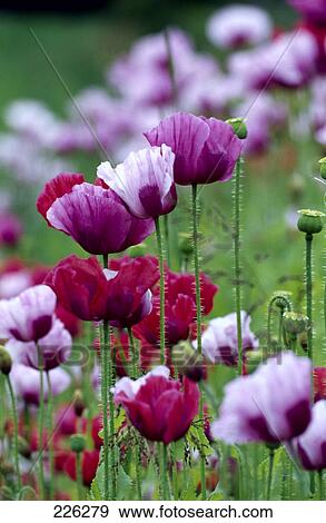 的, 开花, 鸦片, 罂粟, (papaver, somniferum), 花, 在, 领域.