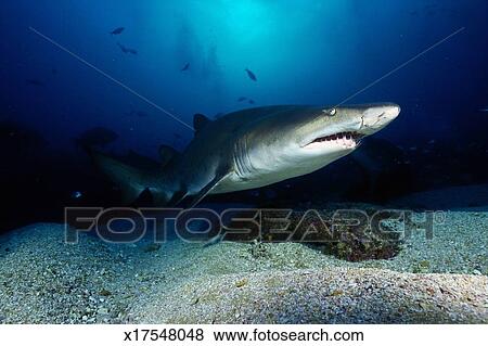 照片 - 沙子虎鲨鱼, (Carcharias, taurus), 敞开的