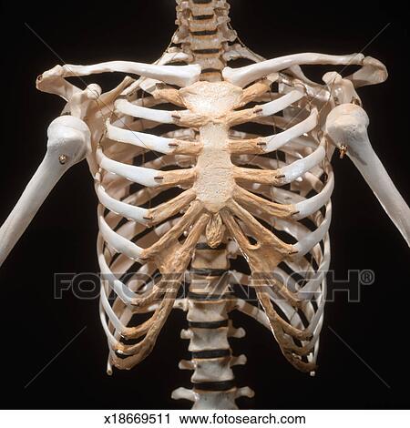 Stock Photography of close-up of the skeletal bones of a human chest