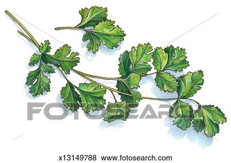 Stock Illustration of Cilantro x13149788 - Search EPS Clip Art