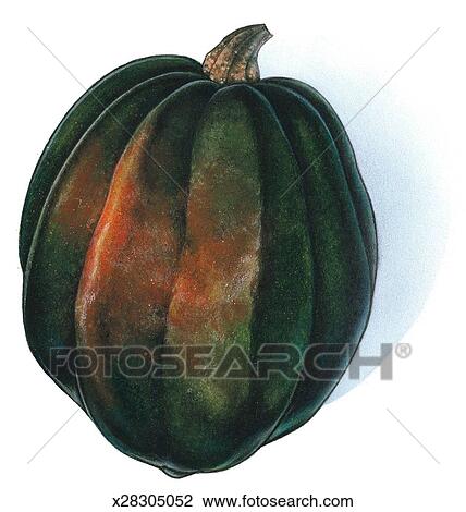 Clip Art of Acorn Squash x28305052 - Search Clipart, Illustration