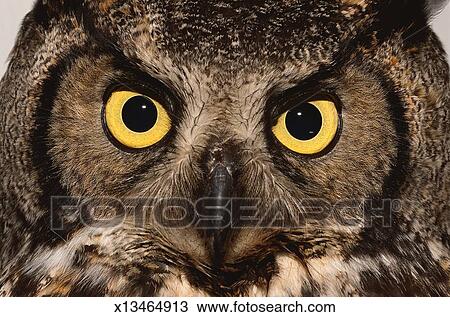 Stock Photo of Great Horned Owl x13464913 - Search Stock ...