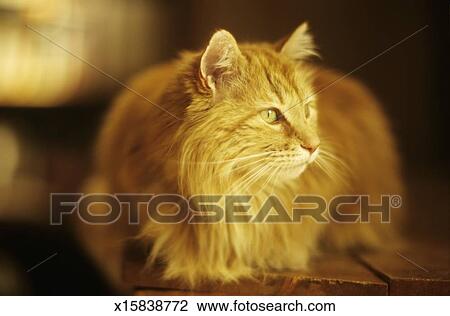 图吧 - 长的<em>头发, 姜</em>, 斑猫猫 x15838772 - 搜索照