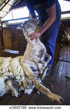 版税(RF)类图片 - Sheep, shearer, 在上, 农场, 在