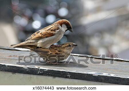 stock photo of sparrows mating x16074443 search stock stock photo of sparrows mating x16074443 search stock