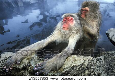 图吧 - 日本人下雪猴子, 新郎 x13557853 - 搜索