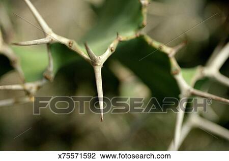 Cactus Thorn Clip Art