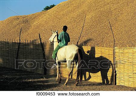 影像 - 塞内加尔, 年轻男孩, 骑马, a, 马, 花生, 小
