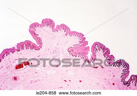 Pictures of Labium minus ie204-858 - Search S