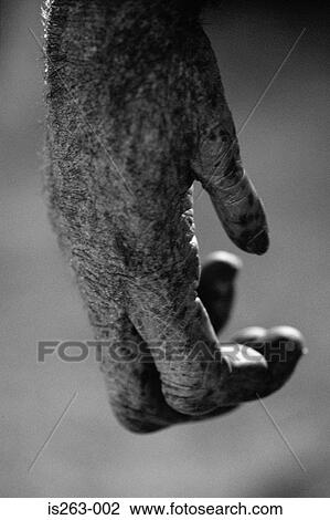 chimpanzee hand thumb