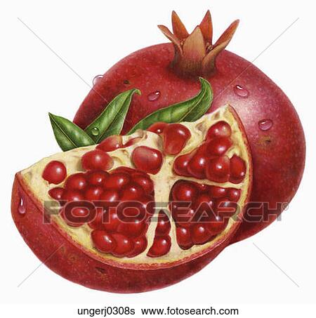 Clip Art Pomegranate Clipart stock illustration of pomegranate ungerj0308s search clip art fotosearch drawings fine prints