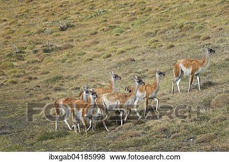 lama trekking pfalz