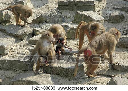 Stock Photo of Group of baboons on rocks 1525r-88833 ...