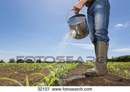 图片 - 农夫, 浇水, 玉米, 秧苗, 在中, 领域, 带, 喷