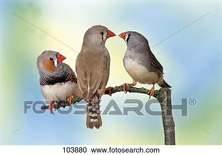 摄影图库 - 鸟, zebra-finch