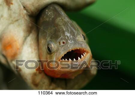 Stock Photo of fish, red, piranha 110364 - Search Stock Images, Mural