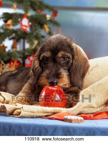 Wire Hair Dachshund Clipart 46 Photos On This Page Download