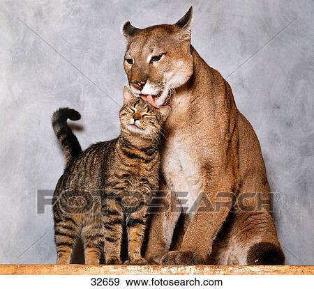 puma cat puma cat