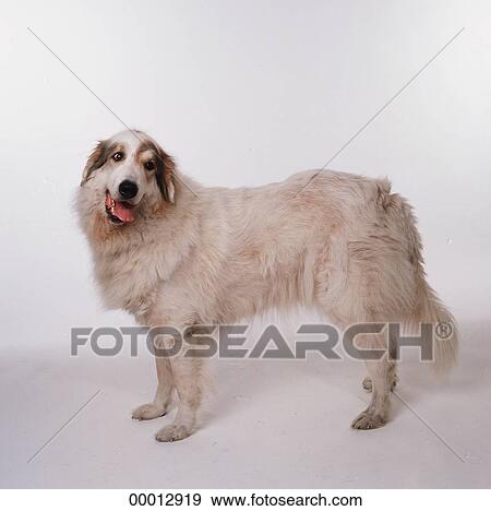 Stock Photograph of Berger, Berger de Pyrenees, Berger de Stock Photograph of Berger, Berger de Pyrenees, Berger de