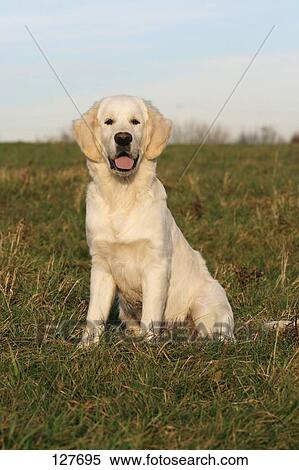 high meadow golden retrievers stock image of golden retriever sitting on meadow 127695 search stock photos high meadow golden retrievers stock image of golden retriever sitting on meadow 127695 search stock photos
