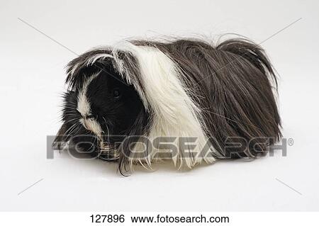 创意设计图片在线 - 秘鲁人, 几内亚猪, (3, years), -, 裁剪 127896 - 搜索照片、海报照片、图片及照片剪贴画 - 127896.JPG